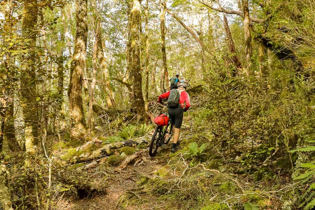 mountain bikers in native beech forest